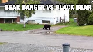 Bear Banger vs Black Bear [upl. by Dunaville]