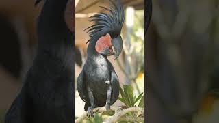 🐦☆³³ Palm Cockatoo Probosciger aterrimus in Cockatoo Family Cacatuidae [upl. by Misti]