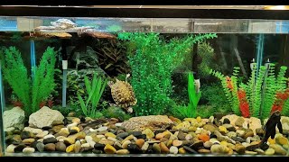 Turtle tank setup 90 gallon [upl. by Gylys]