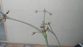 Welwitschia mirabilis ¡¡¡ ha florecido [upl. by Joell]