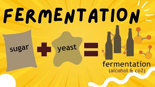 Fermentation explained in 3 minutes  Ethanol and Lactic Acid Fermentation [upl. by Ariaic]