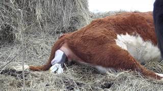 Hereford Cow Calving [upl. by Sprung]