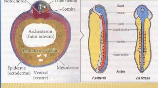 Vid n° 14 Gastrulation et neurulation chez les amphibiens [upl. by Jann]