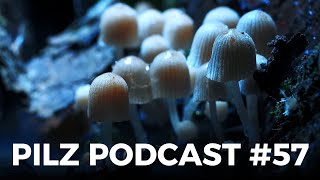 Pilz Podcast 57  Pilze sammeln amp züchten mit derpilzfluesterer [upl. by Silera]