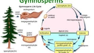 Gymnosperm Notes [upl. by Aksel]