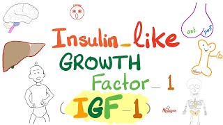 Insulinlike growth factor IGF1  Somatomedin C  GH Dwarfism Gigantism Acromegaly  Endocrine [upl. by Ainafets]