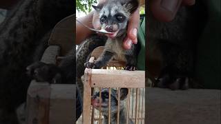 Musang pandan [upl. by Errot]