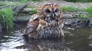 Tawny Owl Enjoys Bathtime  Discover Wildlife  Robert E Fuller [upl. by Dnaloy]