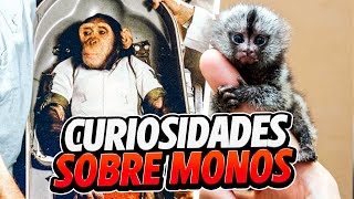 DATOS CURIOSOS SOBRE LOS MONOS [upl. by Oirevlis681]