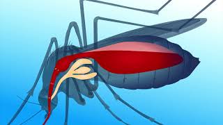 Life Cycle of Plasmodium  Malaria Parasite  CLASS XII  NEET [upl. by Anileh]