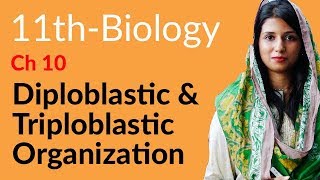 11th Class Biology Ch 10  Diploblastic amp Triploblastic Organisation  FSc Part 1 Biology [upl. by Rephotsirhc]