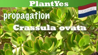 🌱 Hoe Stek Ik Jade Plant Crassula ovata 🌱 Kamerlanten Vermeerderen [upl. by Healy]