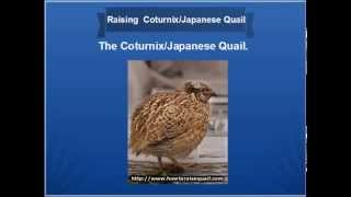 Coturnix Quail [upl. by Seafowl]