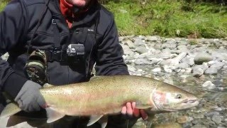 Deep Creek Lodge Skeena Steelhead fishing [upl. by Boigie]