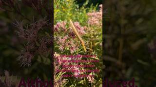 Meet the Chinese Mantis Tenodera sinensis [upl. by Pfeifer883]