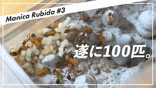 【マニカ・ルビダ】1匹の女王アリから100匹のコロニーになりました。Manica rubida（マニカルビダ）第3回【アリ飼育】 [upl. by Walli]