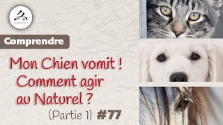 77 Mon Chien  Chat vomit que faire  Partie 1 Et comment agir au Naturel [upl. by Dillon]