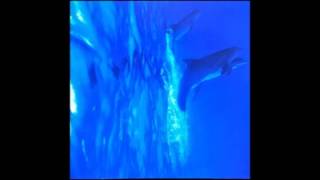 DREAM DOLPHIN  Air～Message From The Blue Planet [upl. by Wyler]