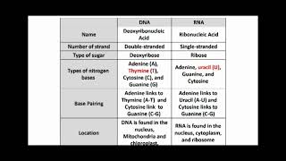 Difference between DNA and RNA [upl. by Eradis]