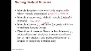 Chapter 10 Lecture A Muscle Descriptions Lever Systems [upl. by Proudman355]