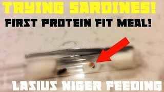 Lasius Niger Colony  First Protein Meal [upl. by Yereffej]