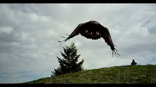 Various Raven Vocalizations at Golden Eagle Perch [upl. by Laamak]