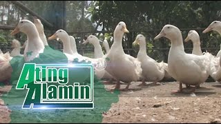 Ating Alamin April 30 2017 [upl. by Macguiness]