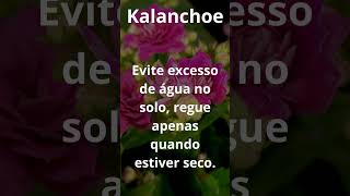 KALANCHOE PLANTA shortvideo [upl. by Bobbie]