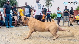 Big Boerboel charges after seeing another Big Boerboel at Dog Show [upl. by Enilada]