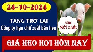 Giá heo hơi hôm nay 24102024 – Công ty hạn chế xuất bán [upl. by Zeeba]