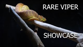 All of my RARE Vipers in one video [upl. by Nerita]