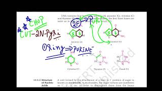 Video 6 Chapter 10 Biomolecules Tricks amp Tips to Recollect the Structure of Purines and Pyrimidines [upl. by Winnie]