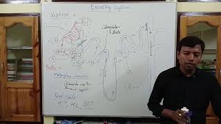 Excretory system Class 11 NEET [upl. by Lamrert590]