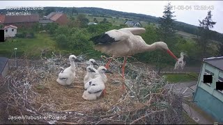 Stork kills chick  A kis fióka szelektálása  Jasienia polish lengyel  20210604 TamasBirds [upl. by Aivil]