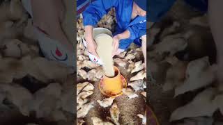 Chicken rearing method chicken farming shortsvideo [upl. by Selby]