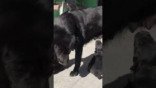 Phadi dogs or uske bachche 🤗 viralvideo dog lifestylechannel shortvideo shorts [upl. by Acinoreb]