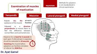 IV Examination of muscles of mastication b palpation [upl. by Epner657]