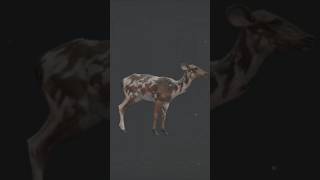 Piebald barasinghga thehuntercallofthewild cotw thehuntercotw cotwgameplay [upl. by Aikim]