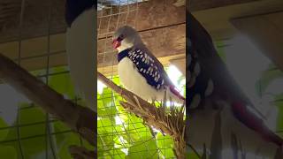 Diamond firetail Finch Singing Stagonopleura guttata  Finch Sounds  Bird Song  Aviary Birds [upl. by Etteraj318]