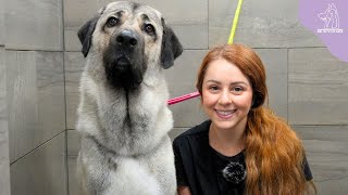 The Strongest Bite Force In The Dog Kingdom  Turkish Kangal [upl. by Tamas]