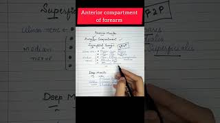 Muscle and Nerve supply of anterior compartment of forearm in one minute  60 second anatomy [upl. by Kristian]