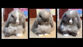 Dinah amp Jonah Holland Lop Litter 31 Days Old [upl. by Durand]