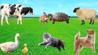 Familiar Animals  Dog Cat Duck Cow Sheep Rabbit  Beautiful Animals [upl. by Medwin]