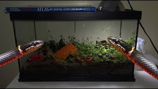 Ringneck Snake Bioactive Enclosure amp Setup [upl. by Swigart745]