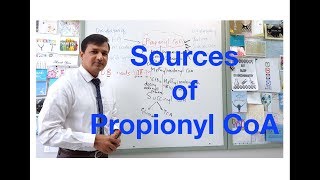 Propionyl CoA Sources [upl. by Eynahpets]