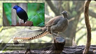 The Superb Lyrebird  Song Breakdown [upl. by Levenson]