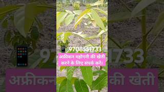 African mahogany ki kheti tree farming agriculture farmer shortvideo [upl. by Socrates]