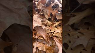 ALIEN LIFE FORM HAS BEEN DETECTED fall leaves sounds shorts [upl. by Eynahpets]