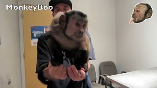 Capuchin Monkey Vet Visit [upl. by Everara707]