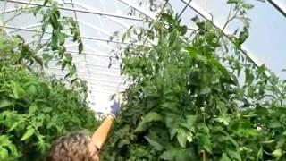 Tomatoes  Doubling Your Yield with Two Main Stems [upl. by Nnep]